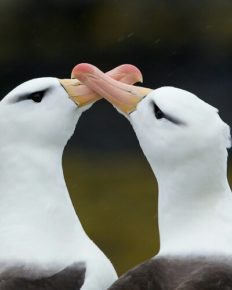 Albatrosses: Know the reasons for the rising ‘divorce rates’ in these seabirds!