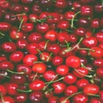 Dallas Cherries: History, Cultivation, Market Trends, and Culinary Legacy